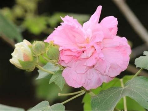 芙蓉種植|如何栽種和養護芙蓉樹